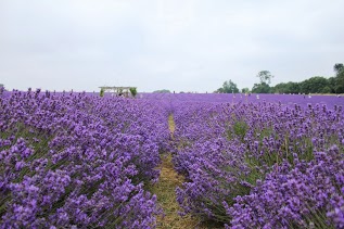 Lavender Cards